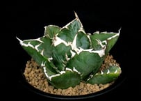 SU58.Agave titanota 麻花龍（マカロン） アガベ・チタノタ | 実生園