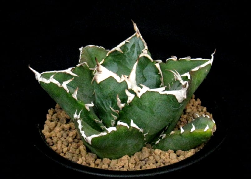 SU35.Agave titanota ホワイトファイヤー（白火焔） アガベ・チタノタ