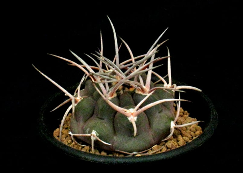 CA49.Gymnocalycium mazanense 守金魔天竜 | 実生園【サボテン・多