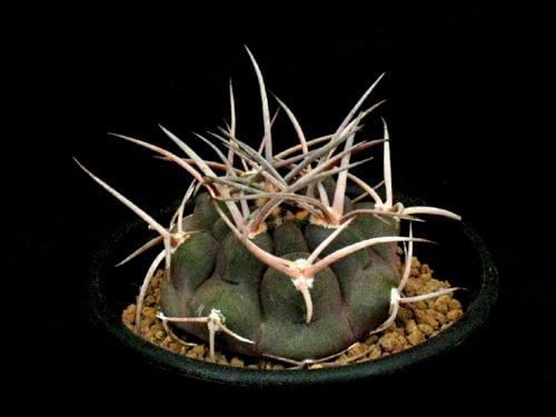 CA49.Gymnocalycium mazanense 守金魔天竜 | 実生園【サボテン・多