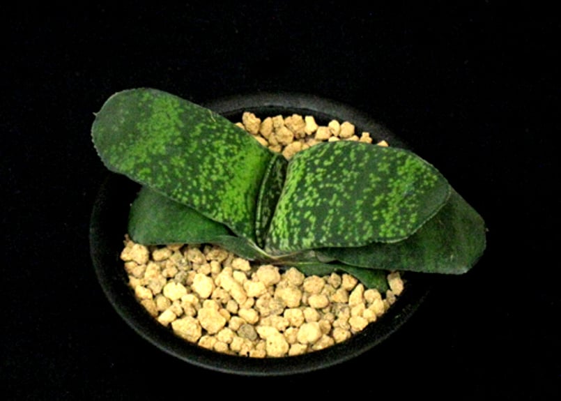 SU27.Gasteria pillansii 'Kyoryu' ガステリア ”特選恐竜2”