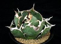 SU58.Agave titanota 麻花龍（マカロン） アガベ・チタノタ | 実生園