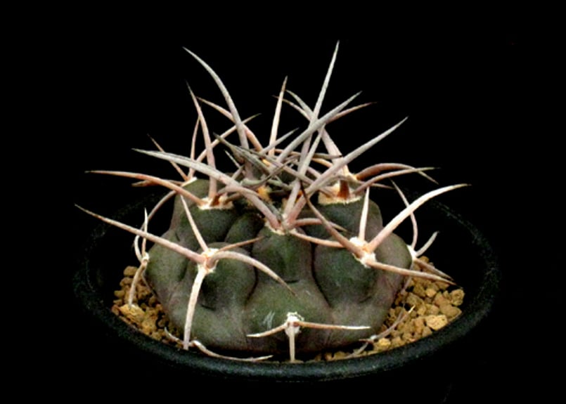 CA49.Gymnocalycium mazanense 守金魔天竜 | 実生園【サボテン・多
