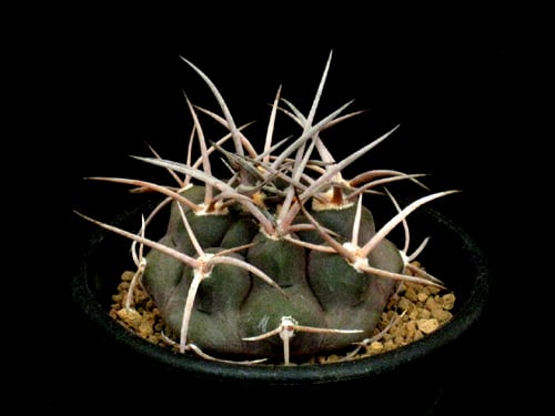 CA49.Gymnocalycium mazanense 守金魔天竜 | 実生園【サボテン・多