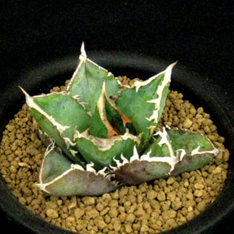 アガベ　オテロイ　大株　送料込み アガベ オテロイ 特大株 送料込み 国内実生最高峰】アガベ オテロイ