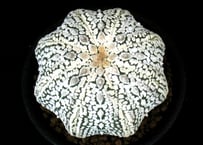 CA11.Astrophytum asterias ミラクルスーパー兜 【4号鉢、10cm超】