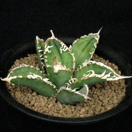 台湾ゴジラ | STORES