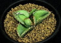 に*ん様 アガベ　チタノタ　麻花　麻花龍　マカロン SU58.Agave titanota 麻花龍（マカロン） アガベ・チタノタ | 実生園