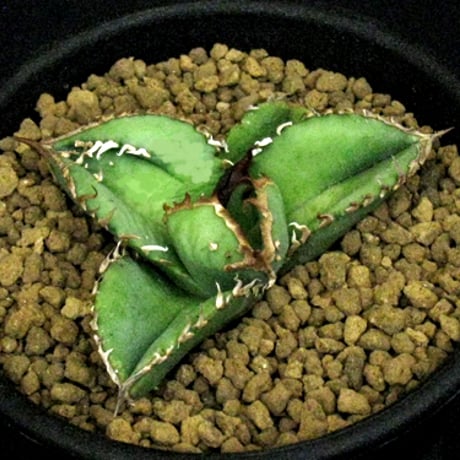 オテロイ | STORES