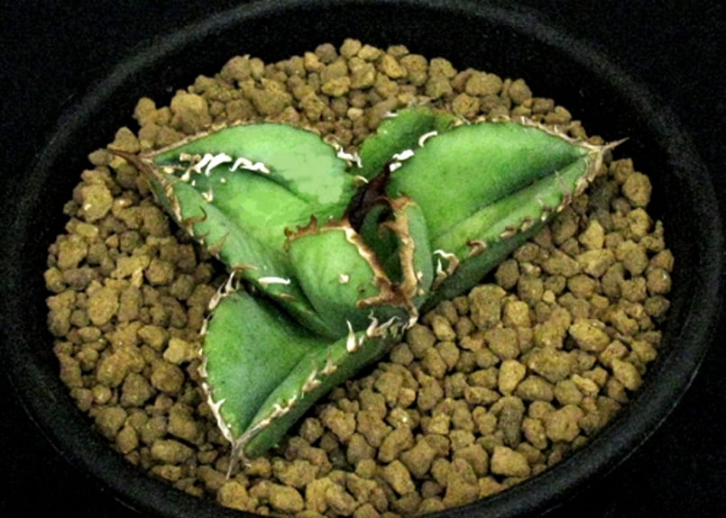 SU43.Agave titanota 鰐亀 （ワニガメ） アガベ・チタノタ | 実生園