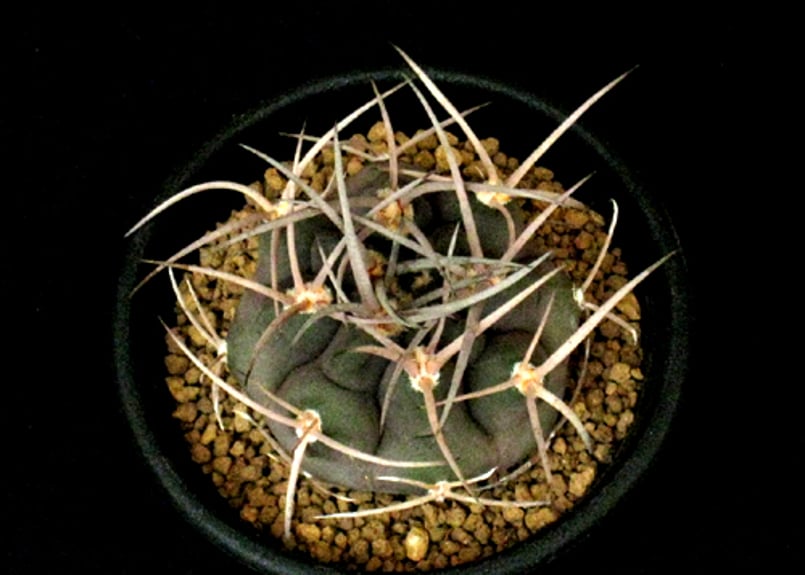 CA49.Gymnocalycium mazanense 守金魔天竜 | 実生園【サボテン・多 CA49.Gymnocalycium mazanense 守金魔天竜 | 実生園【サボテン・多