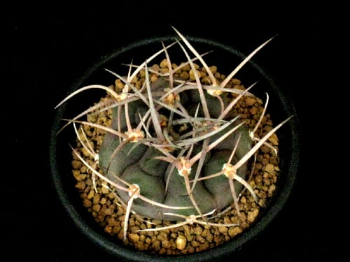 CA49.Gymnocalycium mazanense 守金魔天竜 | 実生園【サボテン・多