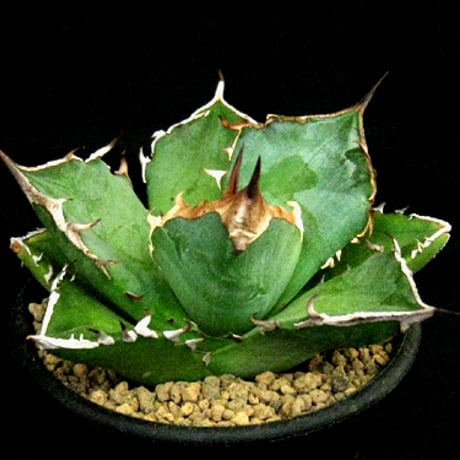 アガベ　チタノタ　白犀牛 アガベ チタノタ 白犀牛（White Rhino / 白犀牛 / シロサイ） | NR Plants