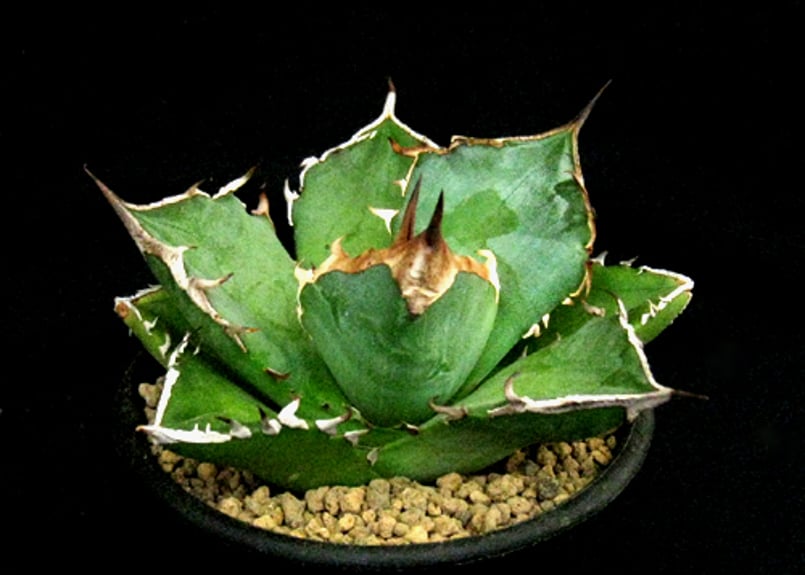 SU36.Agave titanota 白犀牛 アガベ・チタノタ | 実生園【サボテン