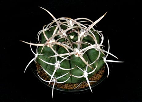 実生園【サボテン・多肉植物】misyoen.com