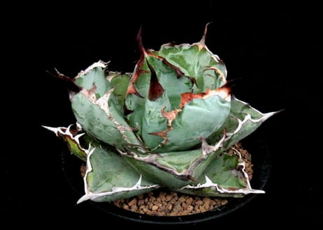 歓喜天＋グロエネワルディ　実生 実生園【サボテン・多肉植物】販売