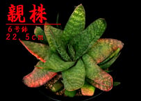 SU58.Agave titanota 麻花龍（マカロン） アガベ・チタノタ | 実生園