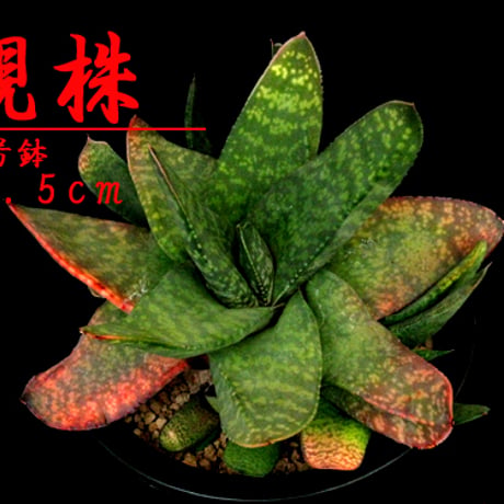 臥牛 | STORES