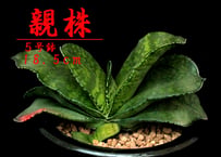 SU58.Agave titanota 麻花龍（マカロン） アガベ・チタノタ | 実生園