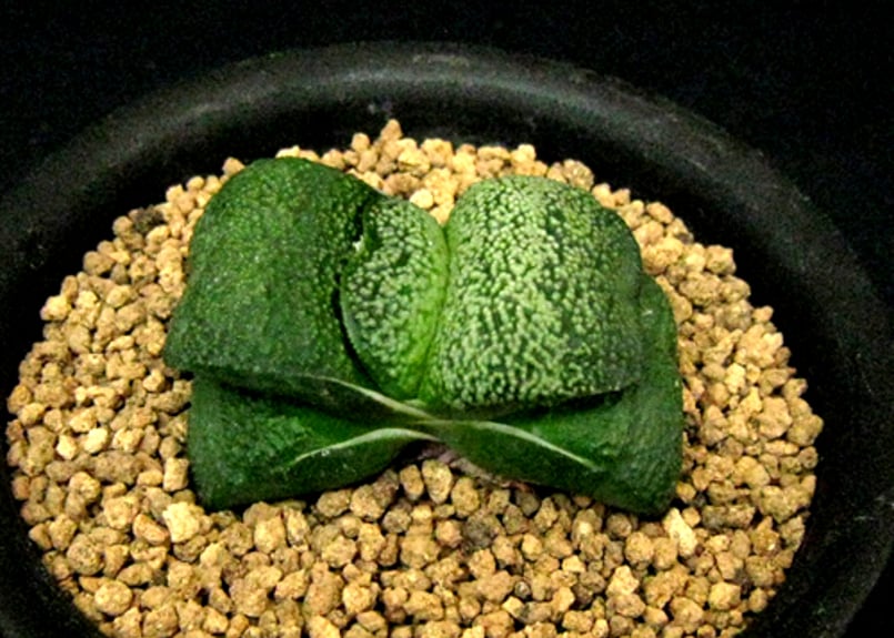 SU28.Gasteria armstrongii ガステリア '臥牛'【特選小型特白点短葉厚