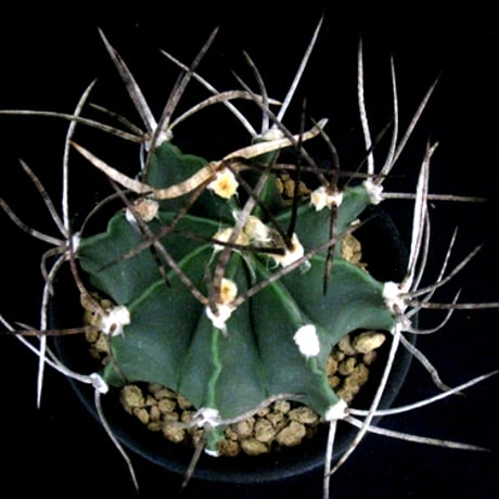 碧瑠璃鸞鳳玉 | STORES