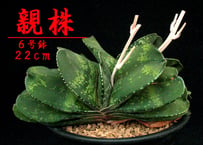 SU58.Agave titanota 麻花龍（マカロン） アガベ・チタノタ | 実生園