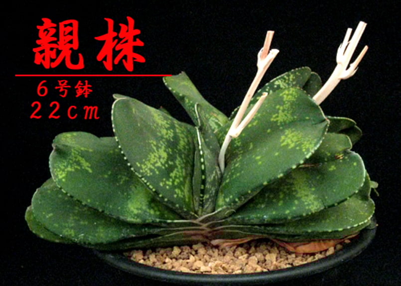 SU27.Gasteria pillansii 'Kyoryu' ガステリア ”特選恐竜2”