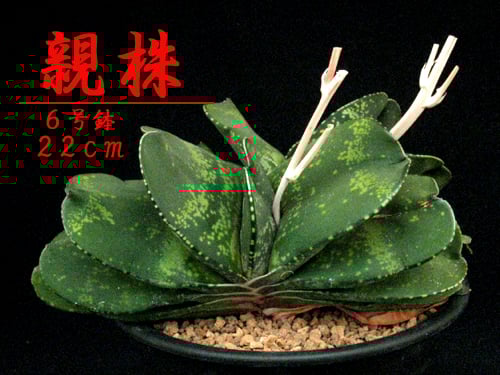 ガステリア　恐竜　特選株のカキ仔 ガステリア 恐竜（特選） | Hanayoshi