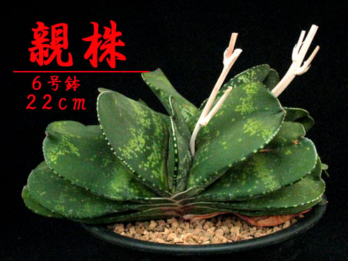 ガステリア 超大型臥牛×超大型恐竜の交配実生苗 SU27.Gasteria pillansii 'Kyoryu' ガステリア ”特選恐竜2”
