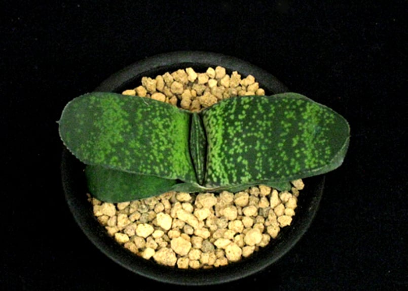 SU27.Gasteria pillansii 'Kyoryu' ガステリア ”特選恐竜2”