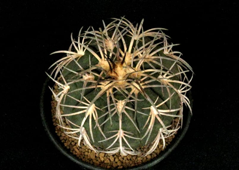 CA53.Gymnocalycium spegazzinii 天平丸 | 実生園【サボテン・多