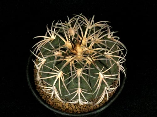 CA53.Gymnocalycium spegazzinii 天平丸 | 実生園【サボテン・多