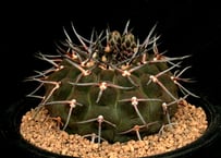 CA52.Gymnocalycium spegazzinii 黒刺猫爪天平丸 | 実生園【サボ