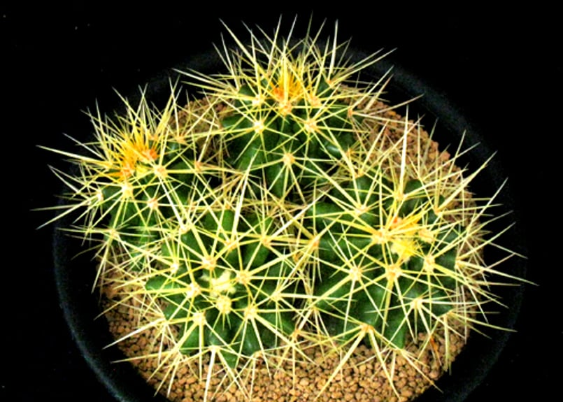 CA06.Echinocactus grusonii 金鯱．4頭群生 | 実生園【サボテン・多
