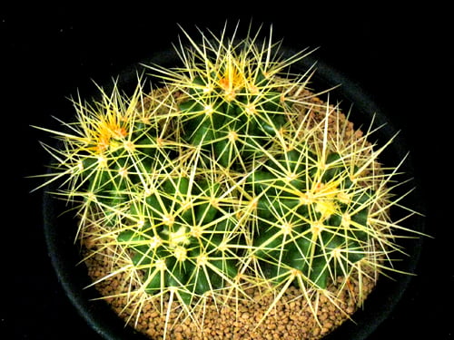 CA06.Echinocactus grusonii 金鯱．4頭群生 | 実生園【サボテン・多