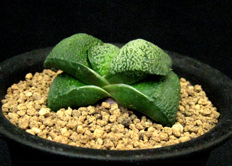 SU28.Gasteria armstrongii ガステリア '臥牛'【特選小型特白点短葉厚