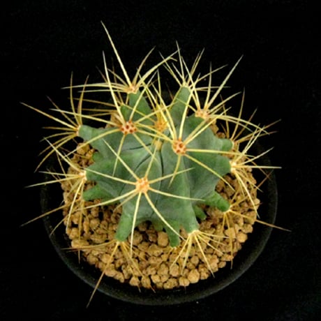 フェロカクタス | STORES