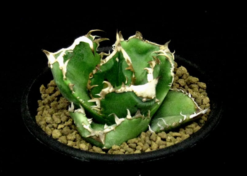 SU42.Agave titanota 蚩尤 （シユウ） アガベ・チタノタ | 実生園