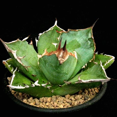 アガベ白犀牛 | STORES