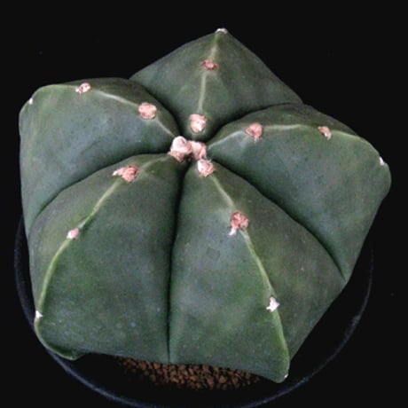 碧瑠璃鸞鳳玉 | STORES