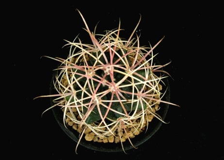 実生園【サボテン・多肉植物】販売