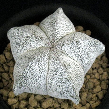 恩塚鸞鳳玉 | STORES