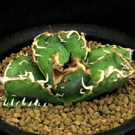 オテロイ | STORES