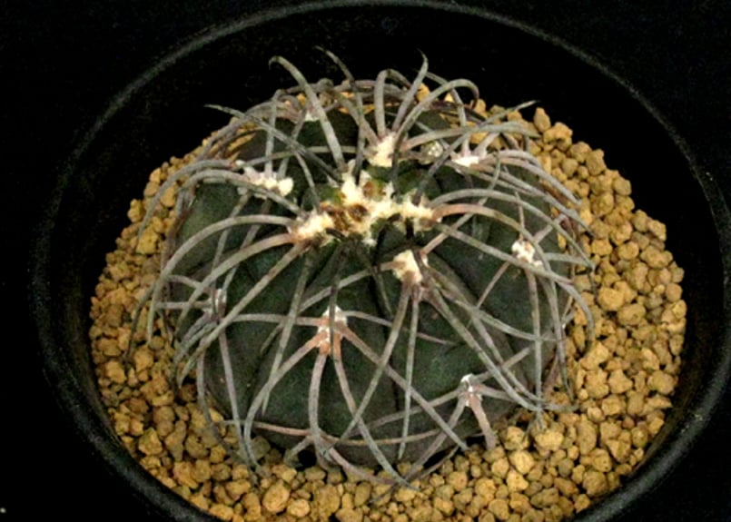 CA52.Gymnocalycium spegazzinii 黒刺猫爪天平丸 | 実生園【サボ