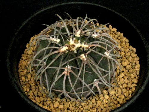 CA52.Gymnocalycium spegazzinii 黒刺猫爪天平丸 | 実生園【サボ