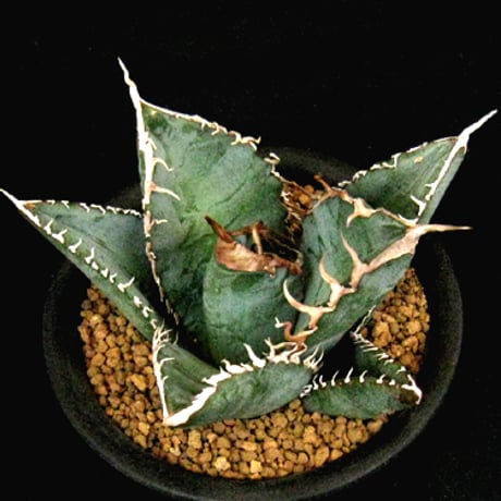 オテロイ | STORES