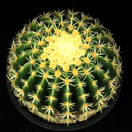 サボテン プラチナ金鯱 実生 ※鉢のまま発送 サボテン 金鯱｜盆栽