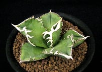 SU58.Agave titanota 麻花龍（マカロン） アガベ・チタノタ | 実生園