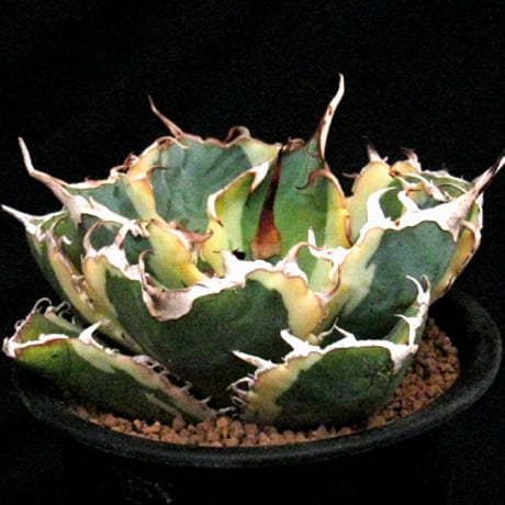 アガベ白鯨 | STORES