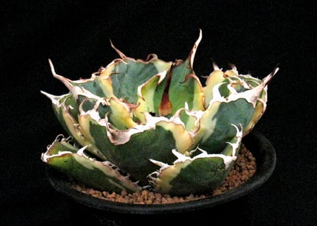 実生園【サボテン・多肉植物】misyoen.com